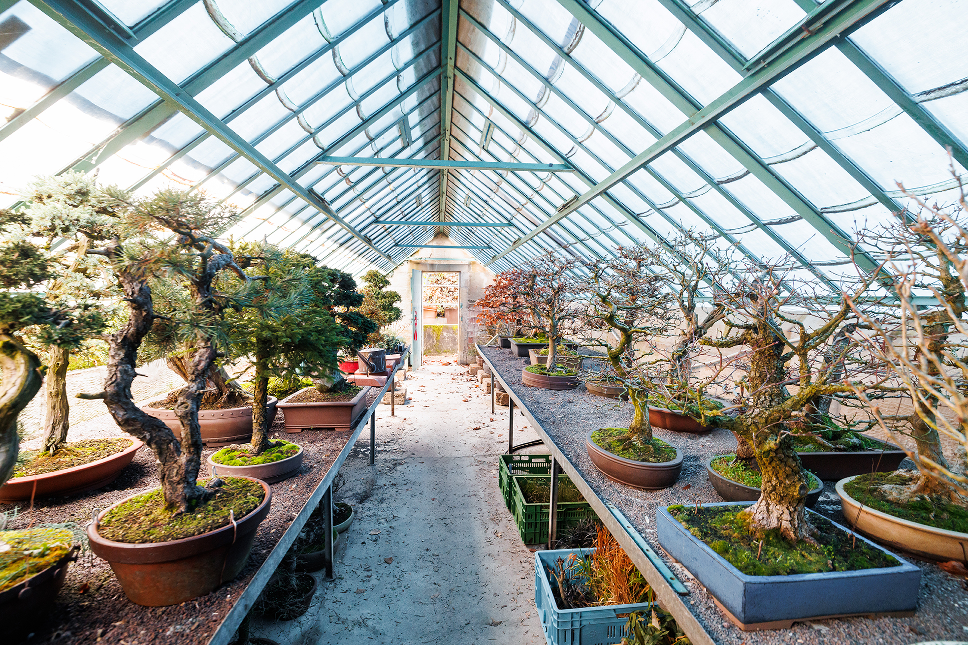 Winterquartier unserer Bonsai