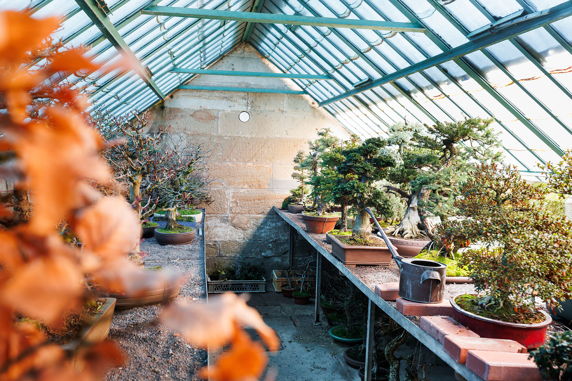 Winterquartier der Bonsai